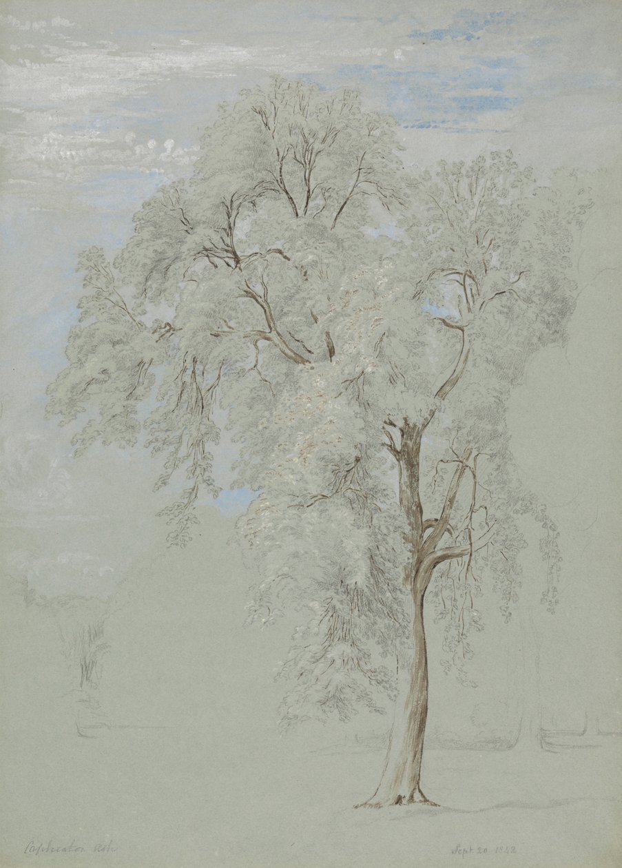 Aske tre av Edward Swinburne