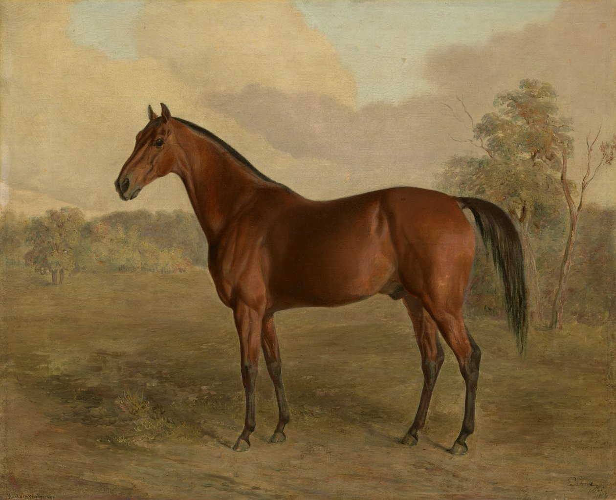 Kentucky Woodpecker, 1834 av Edward Troye