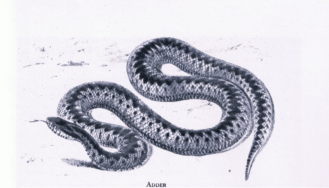 Adder, Nature in Britain utgitt av Collins av Edward William (after) Cooke