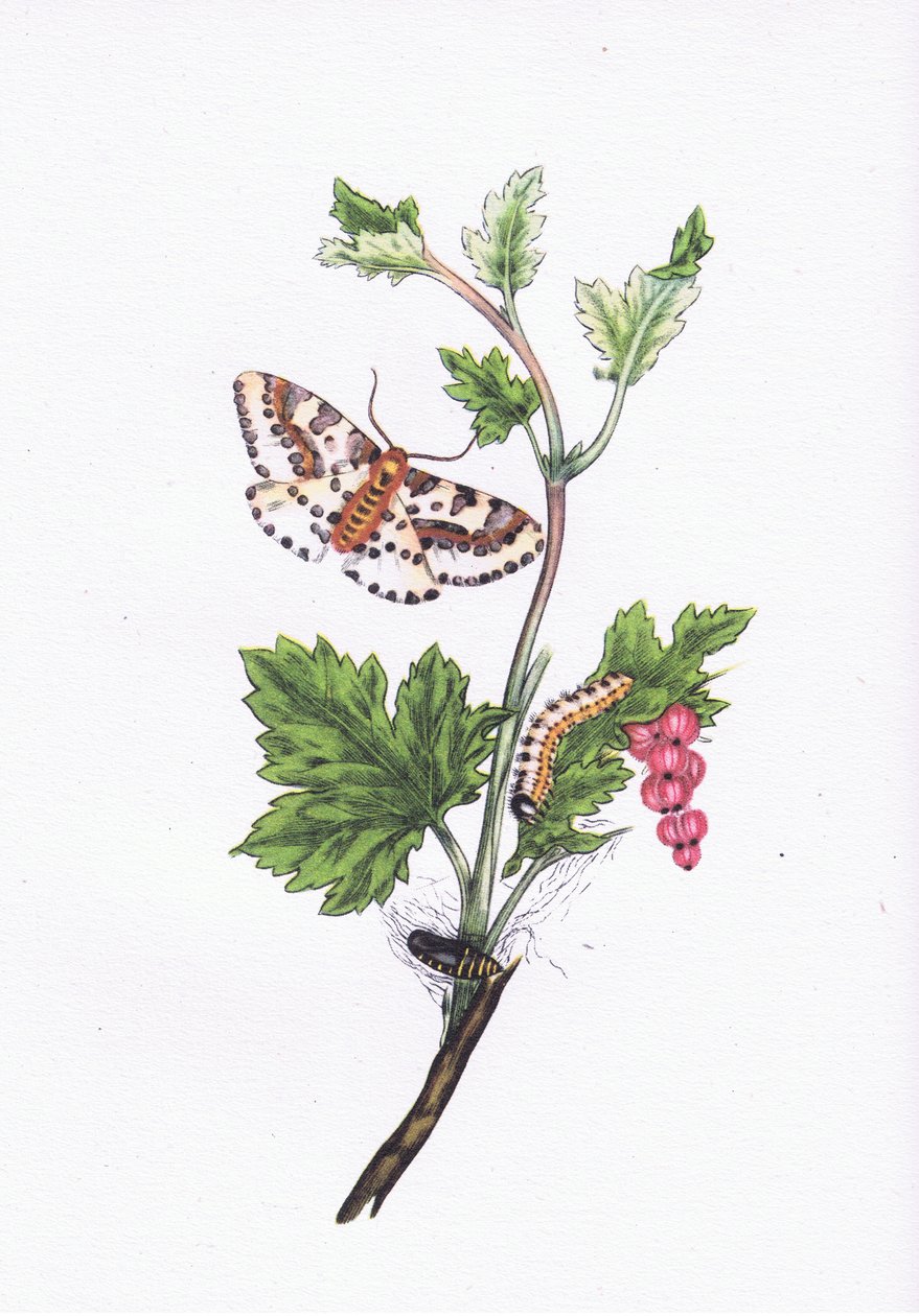 Magpie or Currant Moth, Nature in Britain utgitt av Collins, 1946 av Edward after Donovan