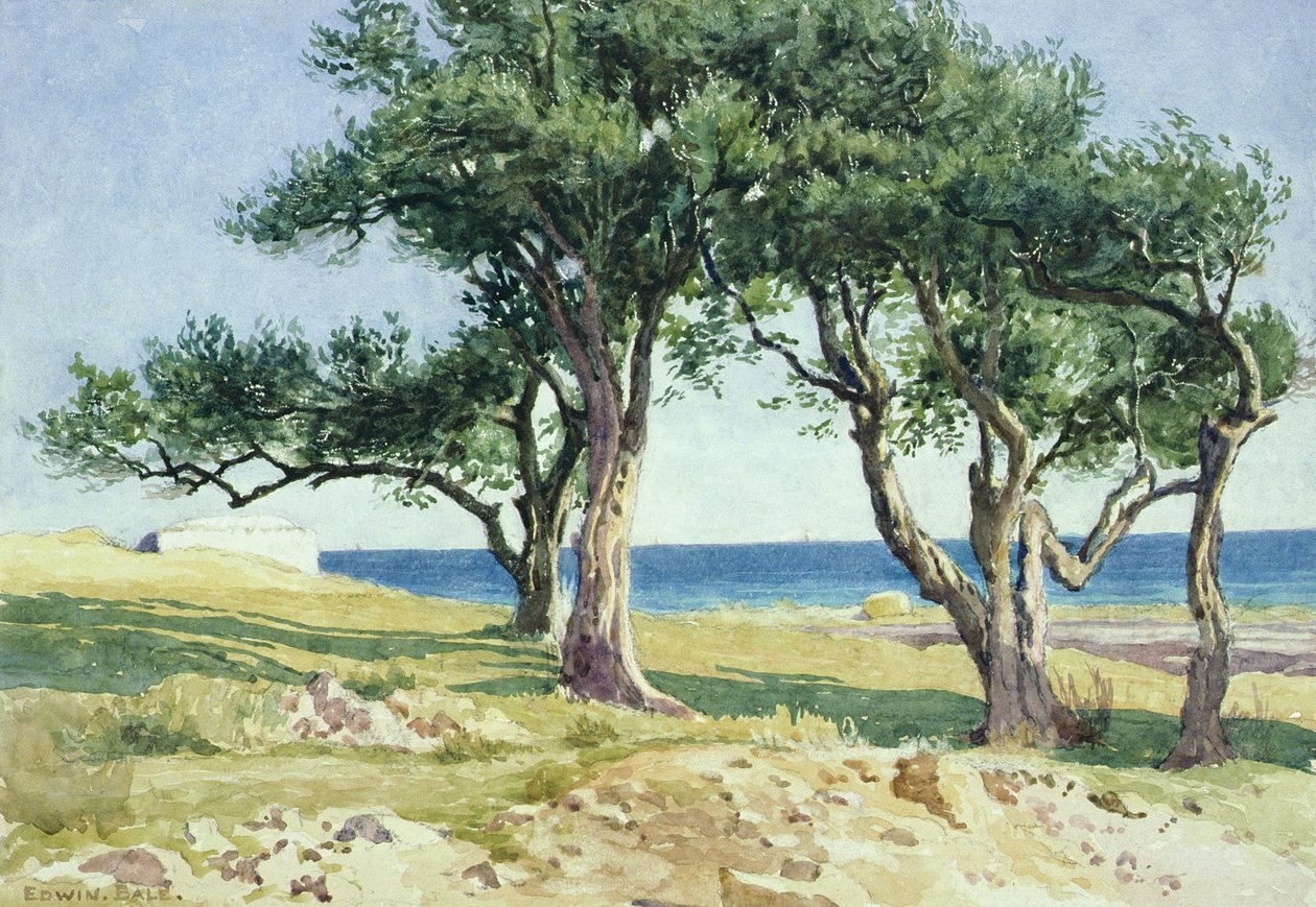 Gamle oliventrær, Bordighera av Edwin Bale
