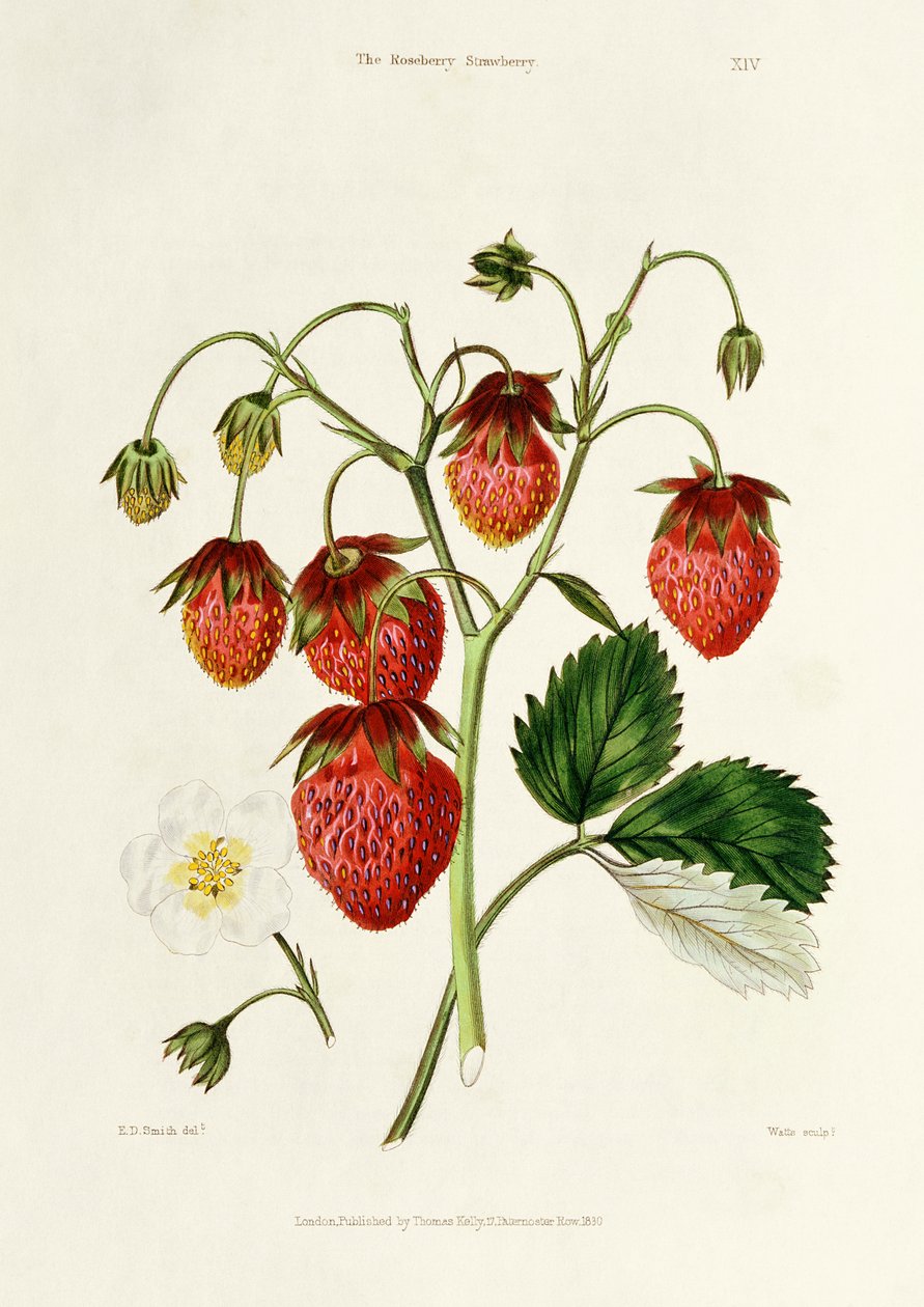 Roseberry Strawberry, gravert av Watte, pub. av Thomas Kelly, London 1830 av Edwin Dalton Smith