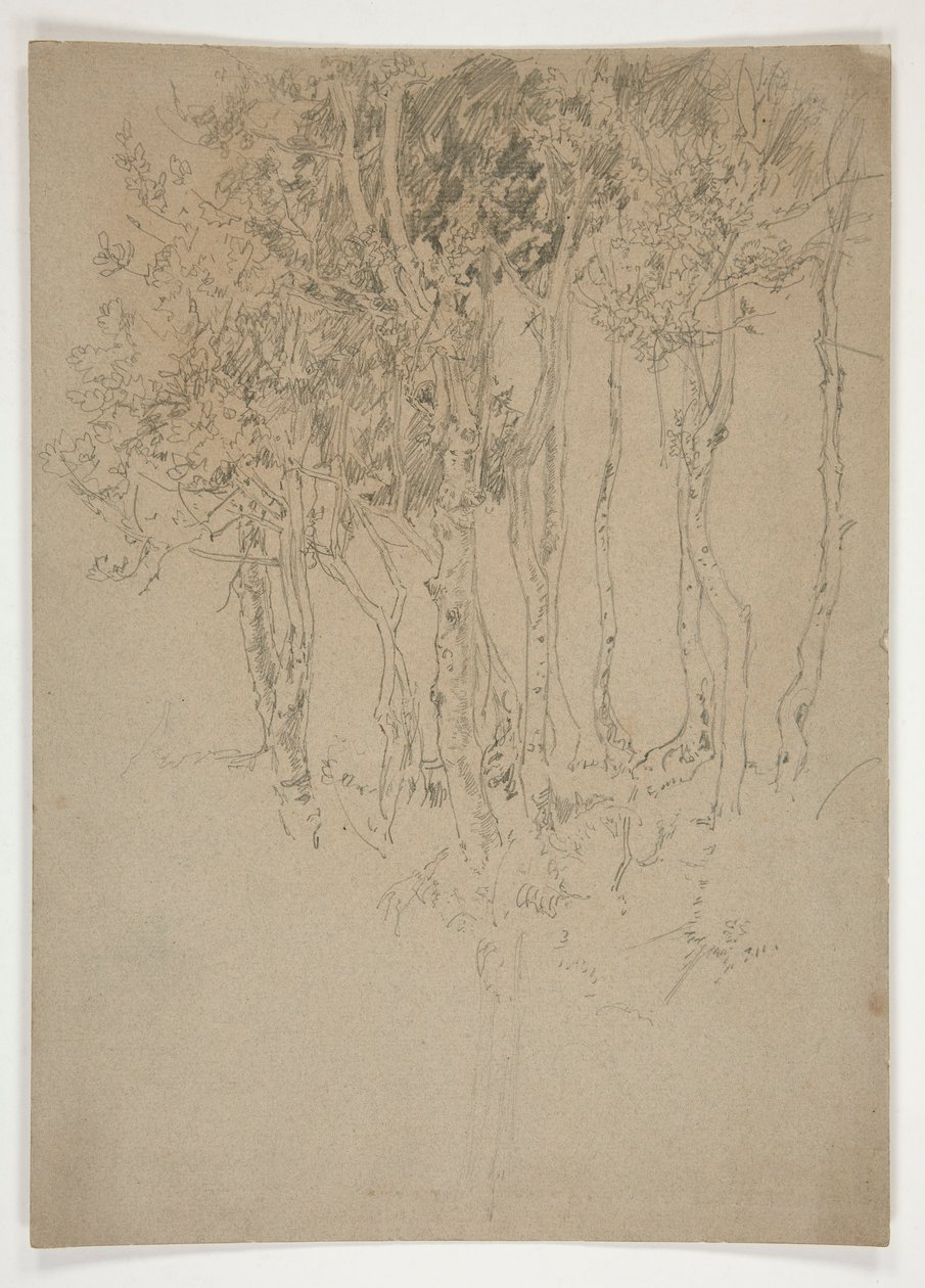 Skisse av en trelund av Edwin Austin Abbey
