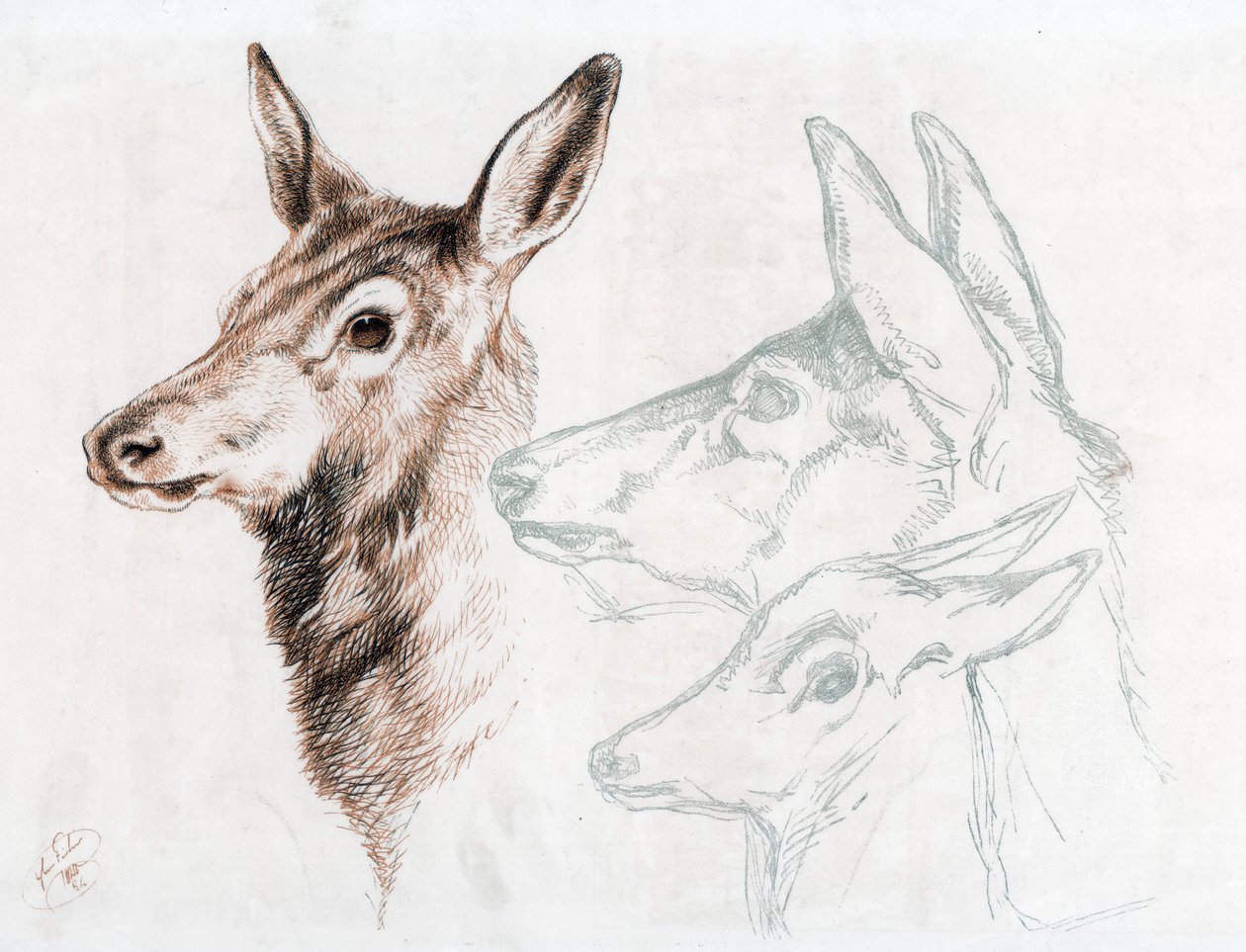 Faksimile av en tegning av Sir E Landseer, 1874. av Edwin Landseer