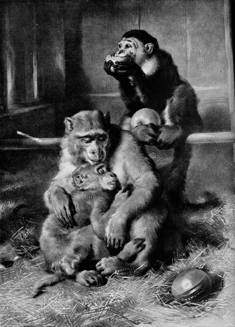 Den syke apen, 1875, 1912 av Edwin Landseer