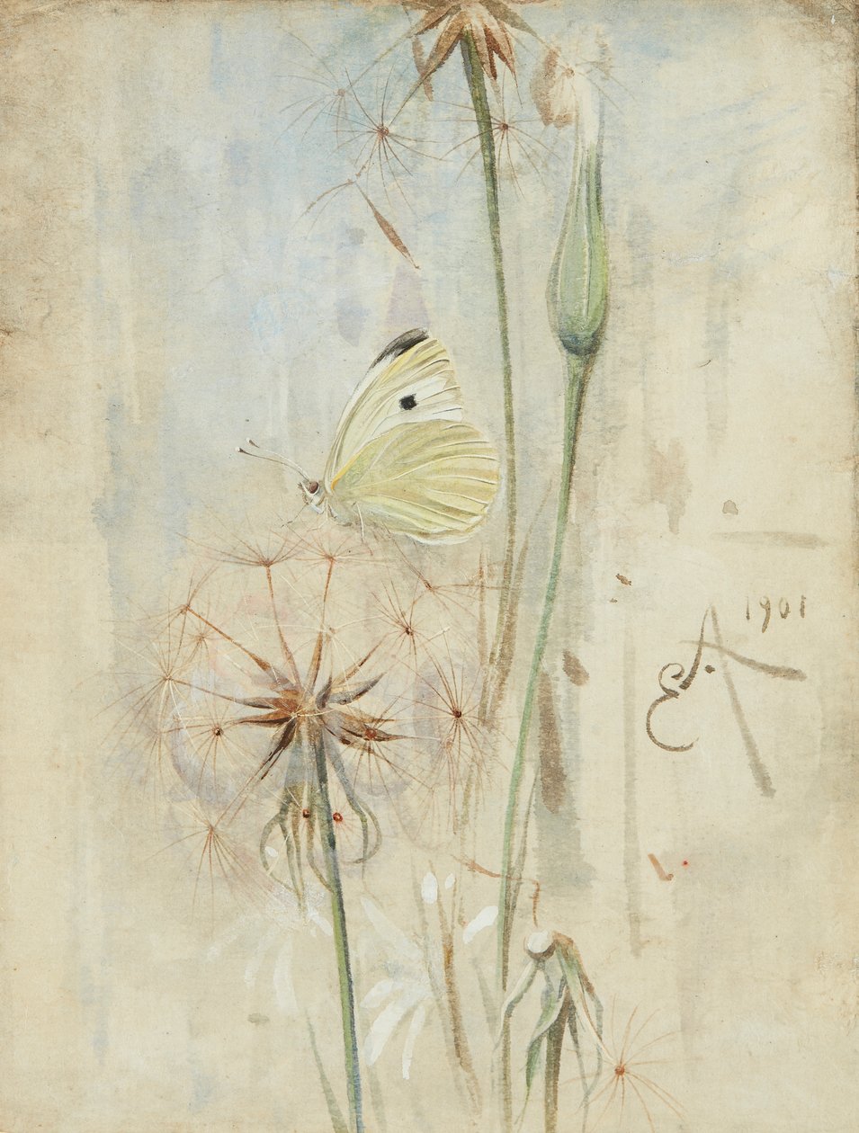 Sommerfugl og Thistledown (akvarell) av Edwin John Alexander