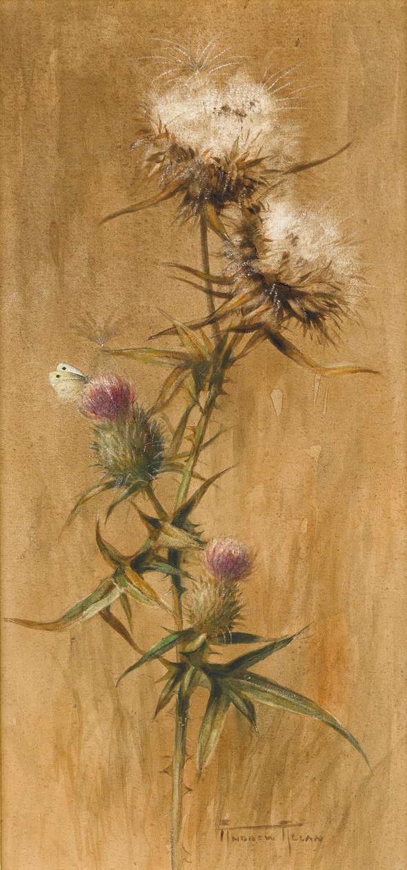 Sommerfugl på tistelhoder (wc på papir) av Edwin John Alexander