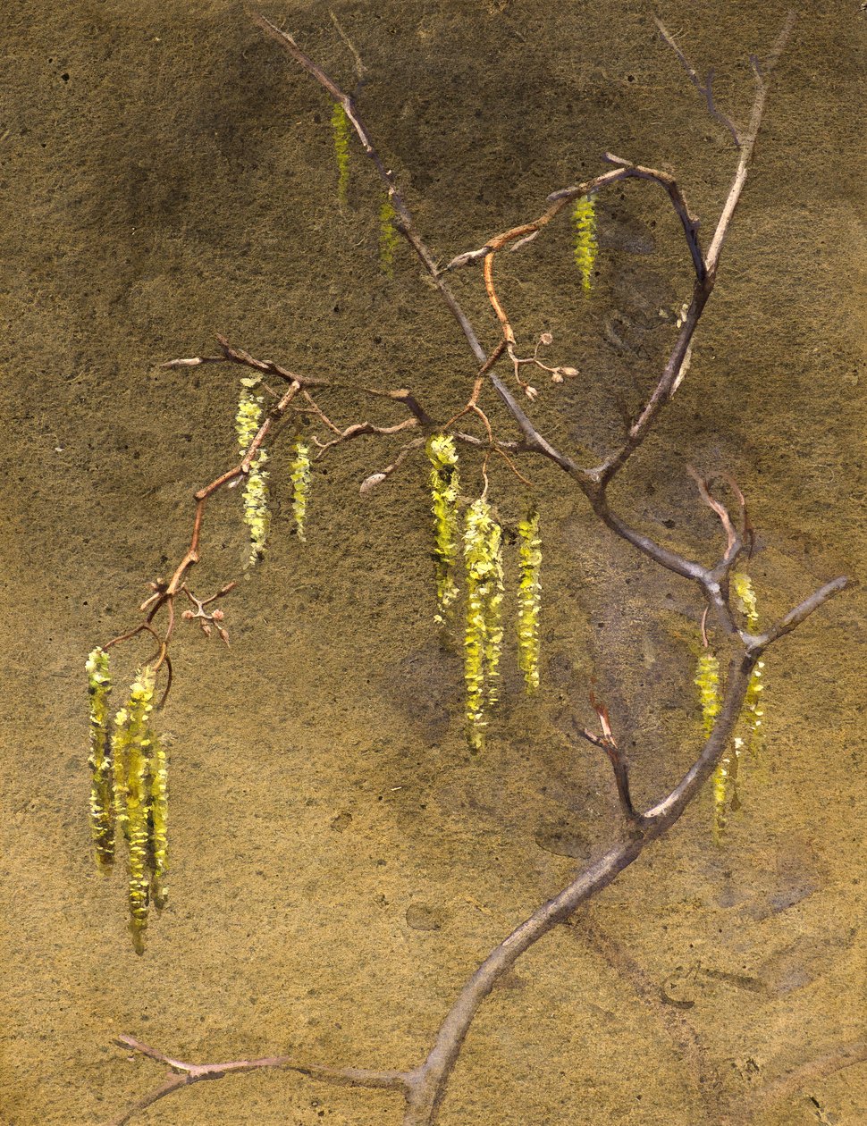Catkins (akvarell) av Edwin John Alexander