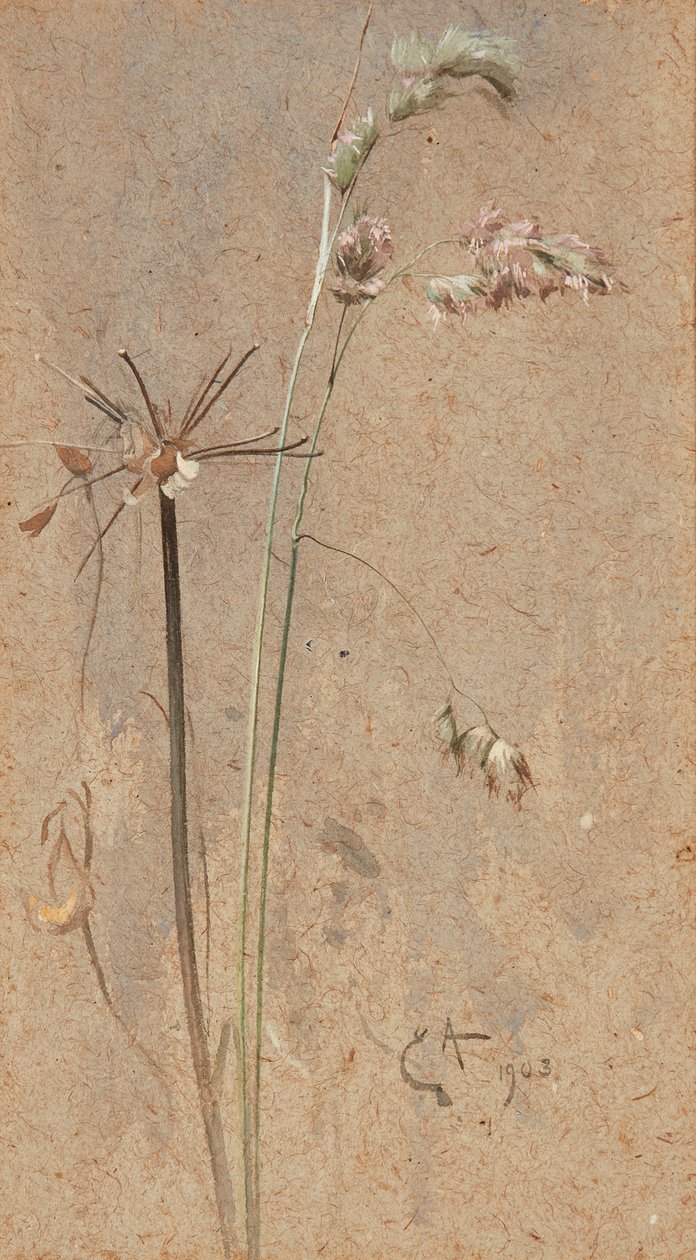 Cockfoot Grass (akvarell på buff-papir) av Edwin John Alexander