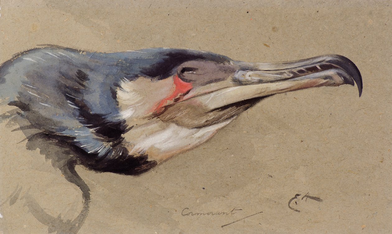 Skarv (akvarell) av Edwin John Alexander