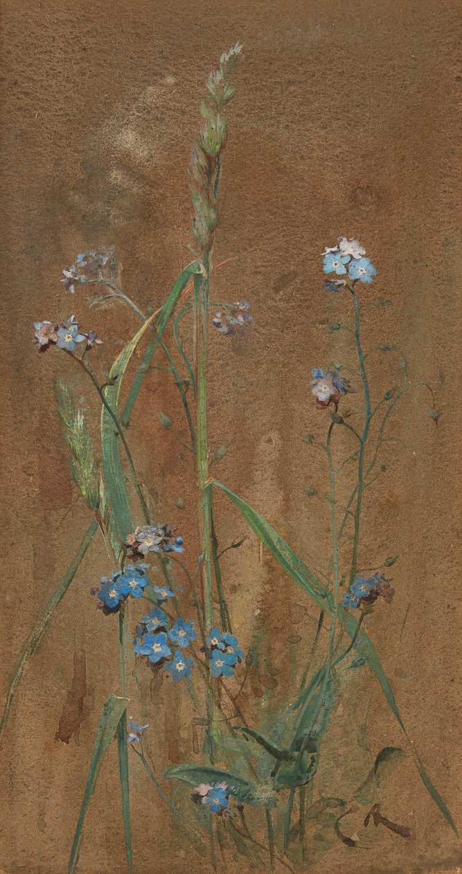 Forget-Me-Not (akvarell på brunt papir) av Edwin John Alexander