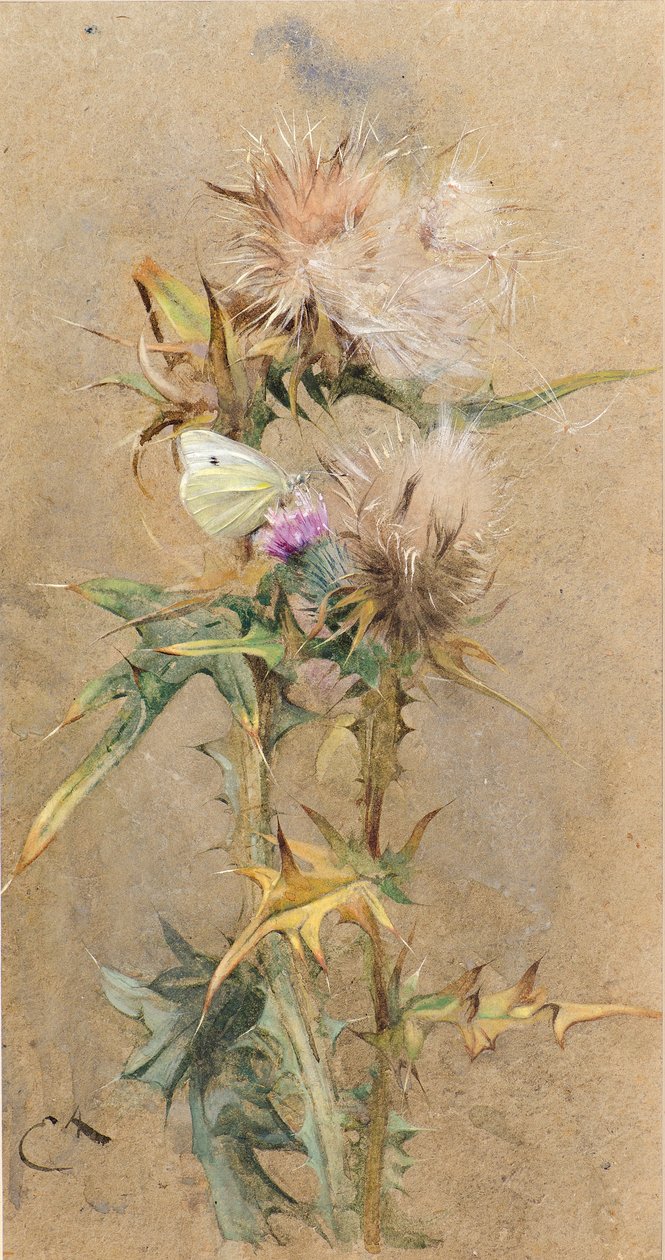 tistler og sommerfugl (akvarell) av Edwin John Alexander