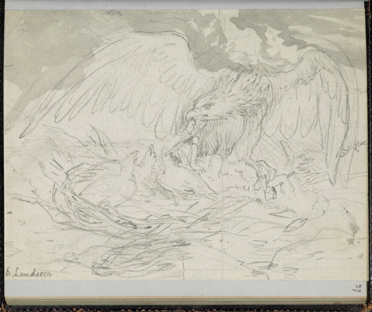 F. 37: En rovfugl som mater unger, fra en 