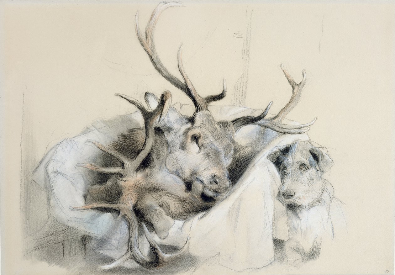 Stags
