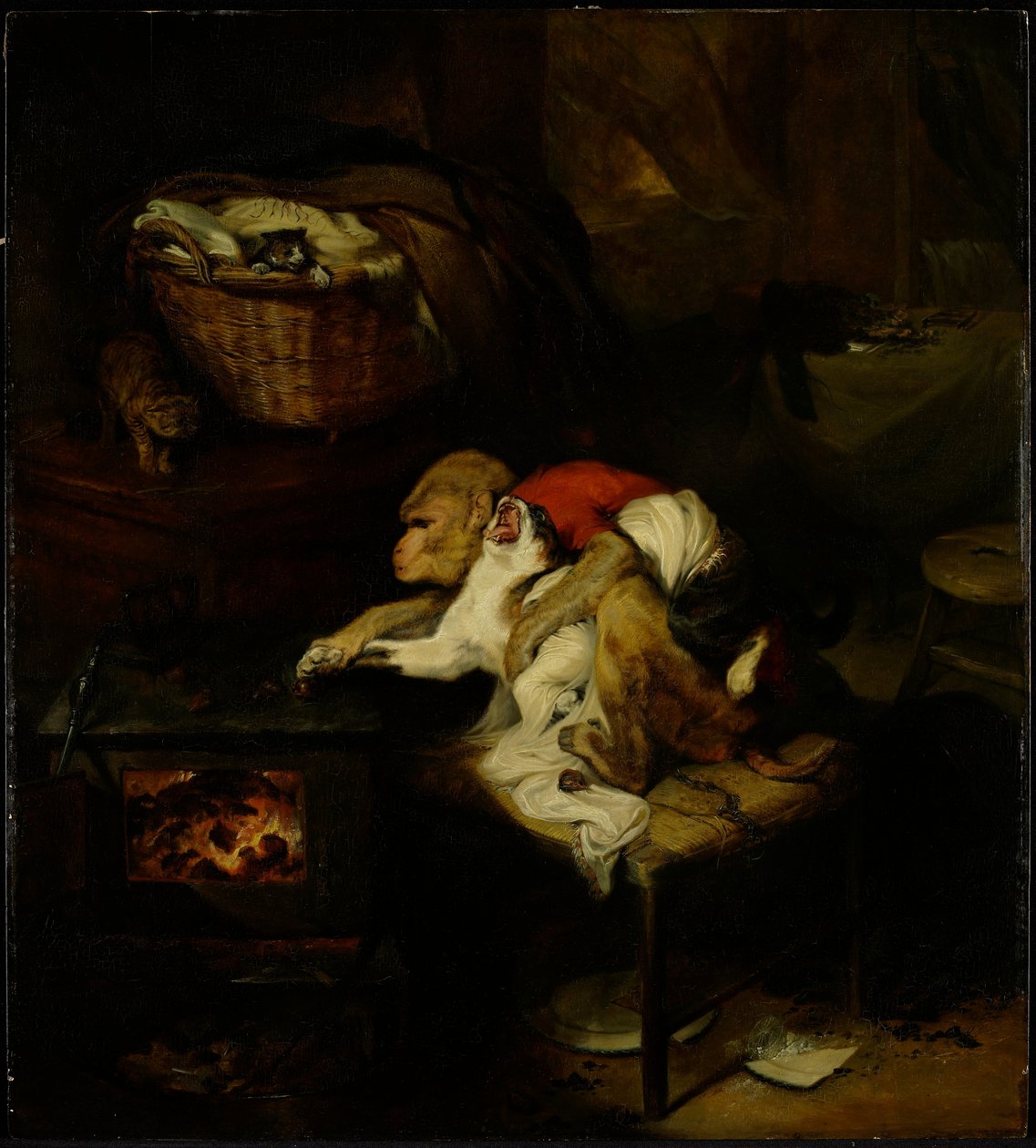 The Cat