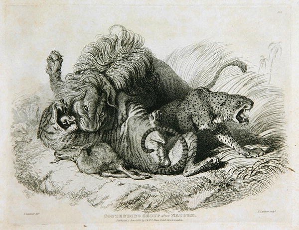 Contending Group after Nature, plate 6 fra Twenty Engravings of Lions, Tigers, Panthers & Leopards... gravert av Thomas Landseer (1795-1880) 1823 av Edwin after Landseer