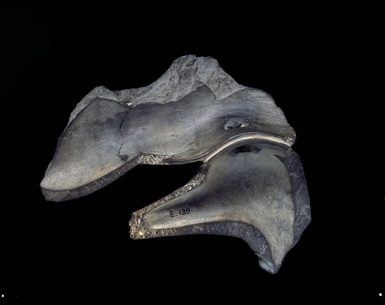 Baksiden av et fragment av utskåret fat med andemotiver, tidlig dynastisk periode (siltstein) av Egyptian