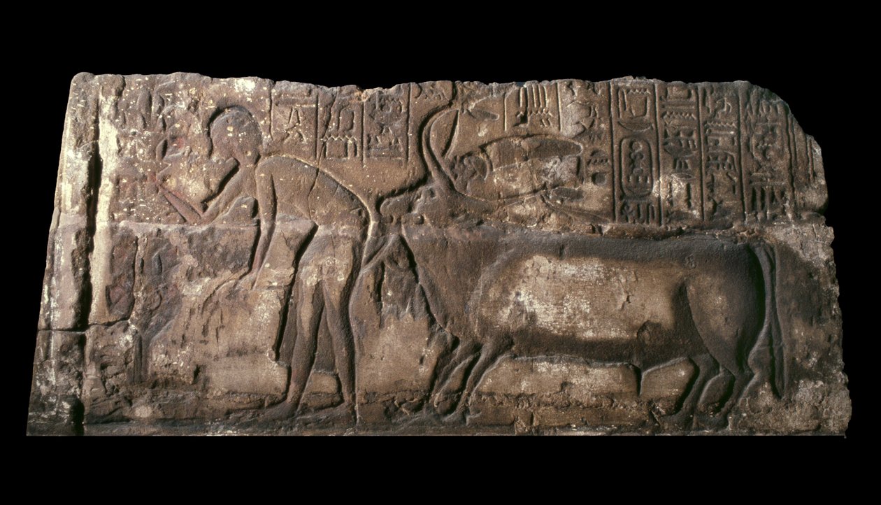 Sandsteinsblokk som viser Satepatenkhay som presenterer en offerokse, 1333-23 f.Kr. sandstein av Egyptian 18th Dynasty