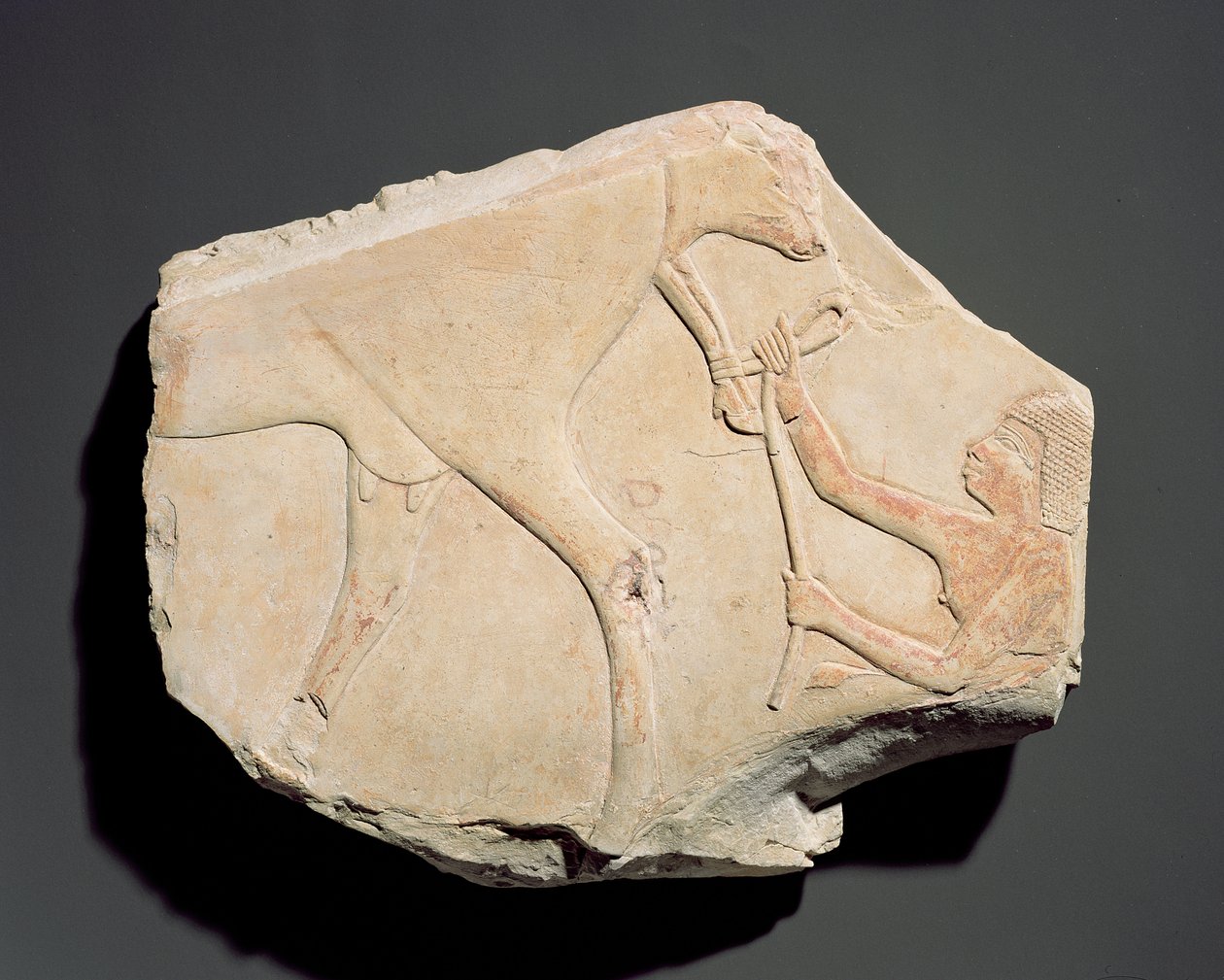 Fragment av et relieff som viser fødselen til en kalv, fra Asasif, Theben, tredje mellomperiode (ca. 1069-664 f.Kr.) (kalkstein) av Egyptian