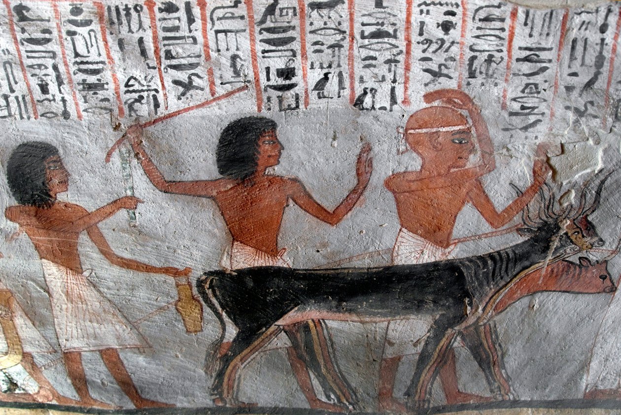 Egyptisk antikvitet: karakterer som leder betailhoder. Maleri av graven til Roy (TT255). 18. dynasti. Fra Vestbredden av Luxor, Egypt av Egyptian 18th Dynasty
