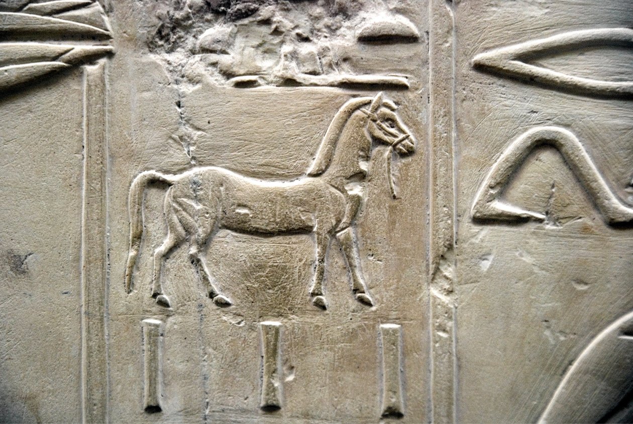 Egyptisk antikvitet: representasjon av en hest. Lavt relieff av Vizir Ramoses grav (18. dynasti). Luxor, Theben, Adelsdalen Egypt av Egyptian 18th Dynasty