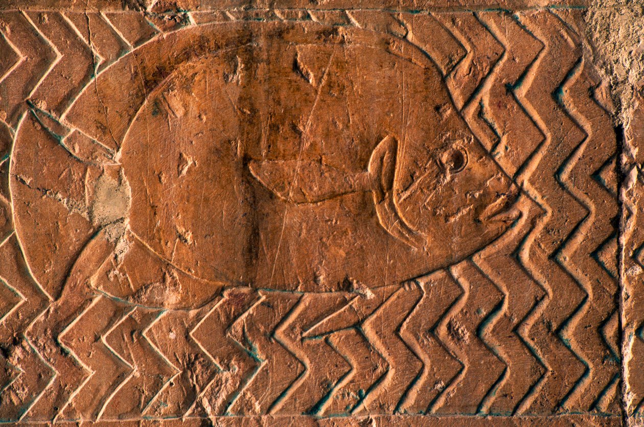 Representasjon av fisk, scener av Kingdom of Punt, sørveggen til den sentrale søylegangen, Hatshepsut-tempelet, Deir el-Bahari, Luxor, Theben (Unescos verdensarvliste) av Egyptian 18th Dynasty