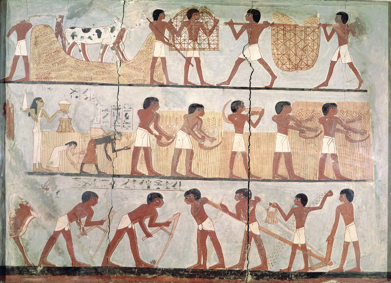 Scener med såing og høsting, fra graven til Unsou, Øst-Theben, New Kingdom (ca. 1555-1080 f.Kr.) (pigment på leire) av Egyptian 18th Dynasty