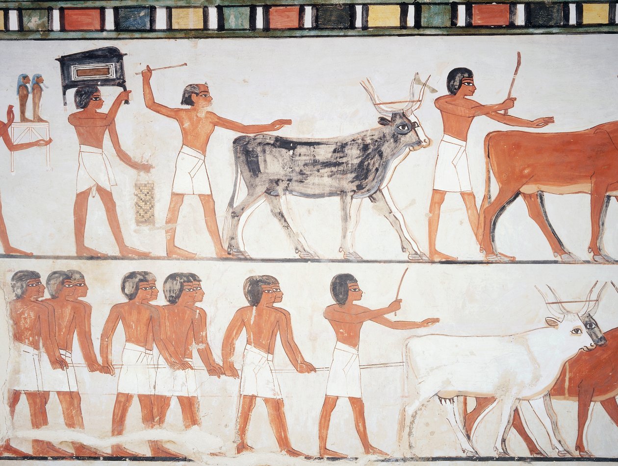 Hyrder og storfe, freskomaleri, sørvegg, langsgående kammer, Theban Tomb TT69, Sheikh Abd el-Qurna, Theben (Unescos verdensarvliste av Egyptian 18th Dynasty