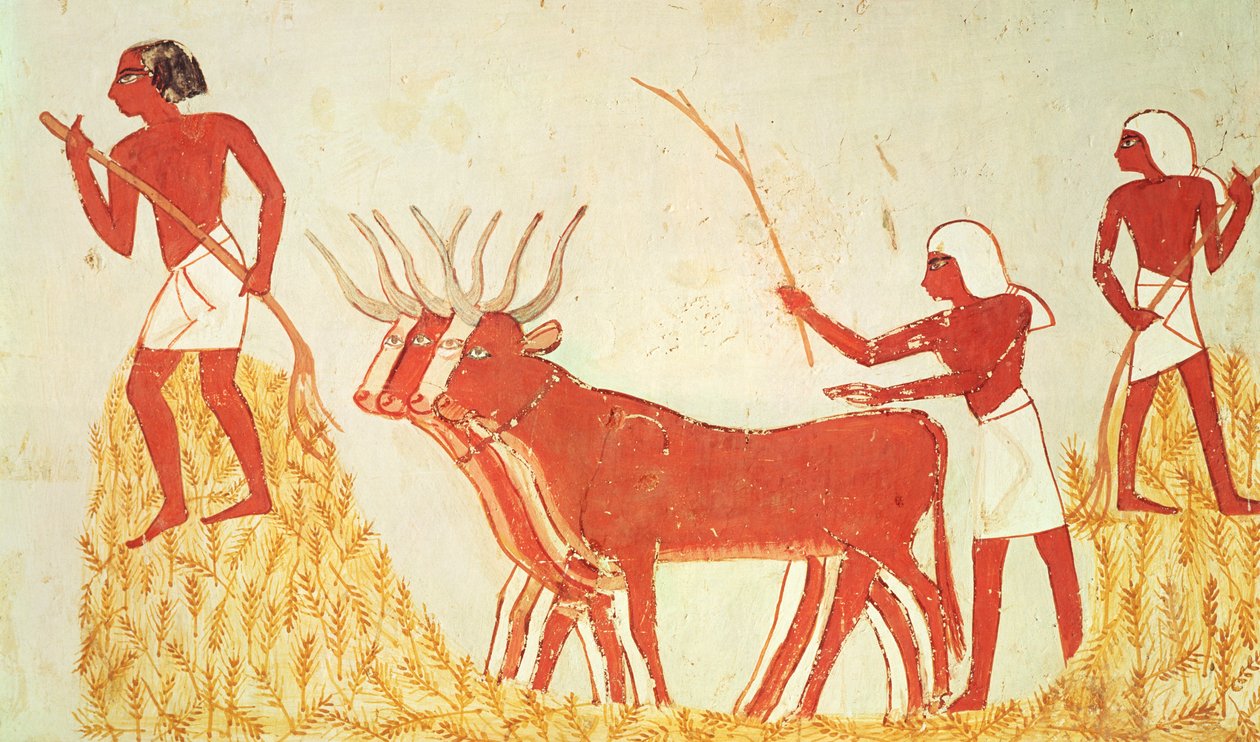 Bruke kuer til å tråkke hvete, fra graven til Menna, New Kingdom (veggmaleri) (se også 251665) av Egyptian 18th Dynasty