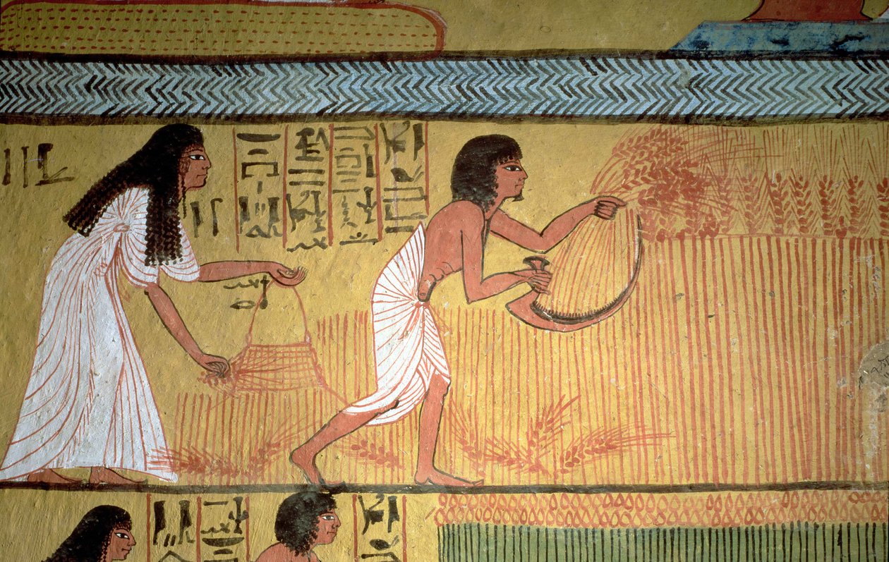 Detalj av en innhøstingsscene på østmuren, fra graven til Sennedjem, The Workers" Village, New Kingdom av Egyptian 19th Dynasty