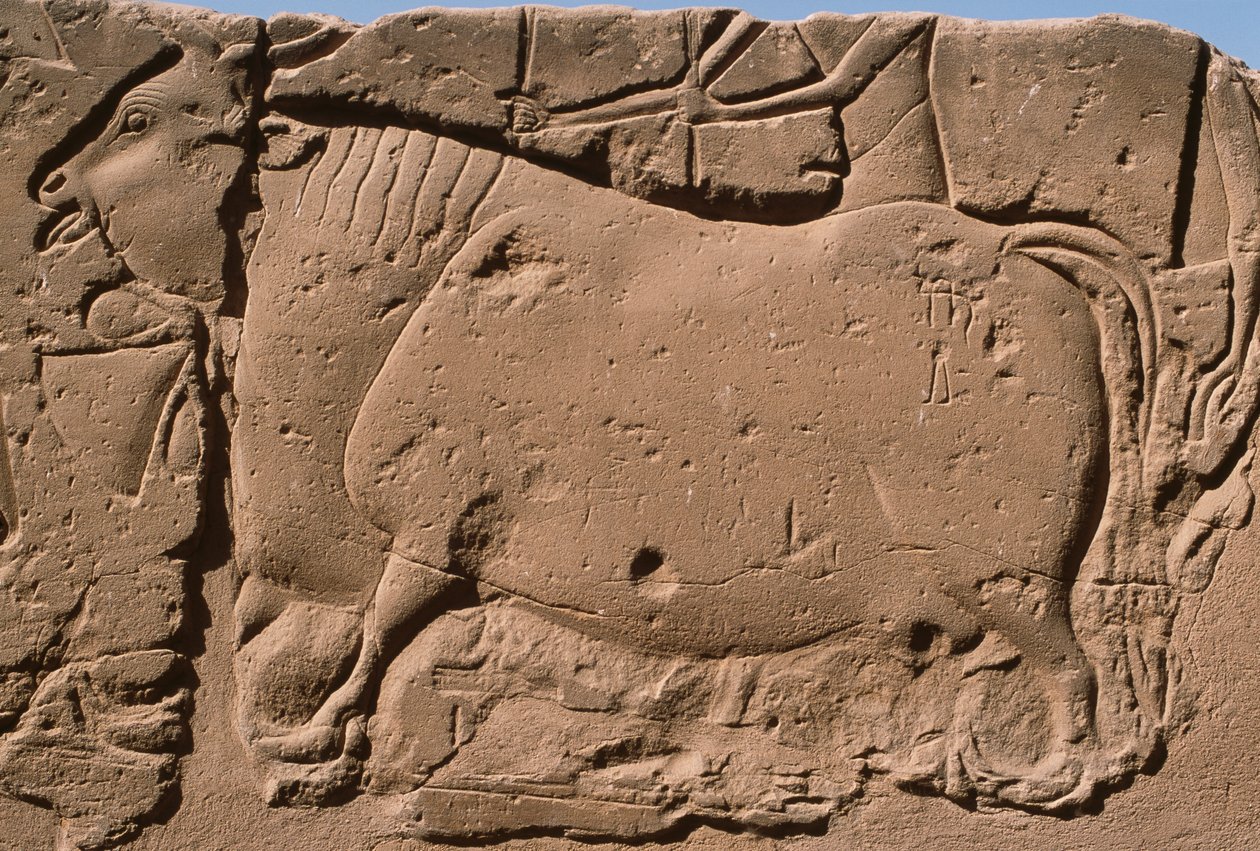 Detalj av et relieff som viser en ku, Ramesses II (1298–32 f.Kr.) gårdsplass (kalkstein) av Egyptian 19th Dynasty