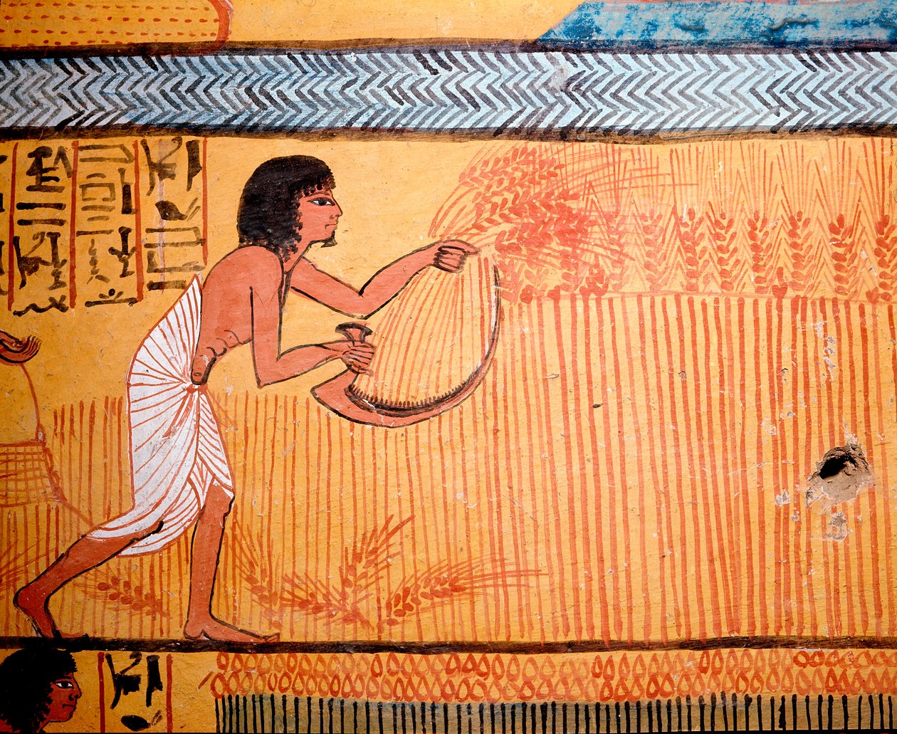 Egyptisk kunst: Senenmuts grav. Den avdøde klipper hveten på de helliges åker. En falsk brukes til å kutte hveteepien for å gjenvinne frokostblandingen. 19. dynasti av Egyptian 19th Dynasty