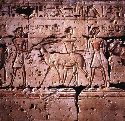 Relieff avbildet oryx som ledes i prosesjon for ofring, fra Temple of Ramesses II, New Kingdom av Egyptian 19th Dynasty