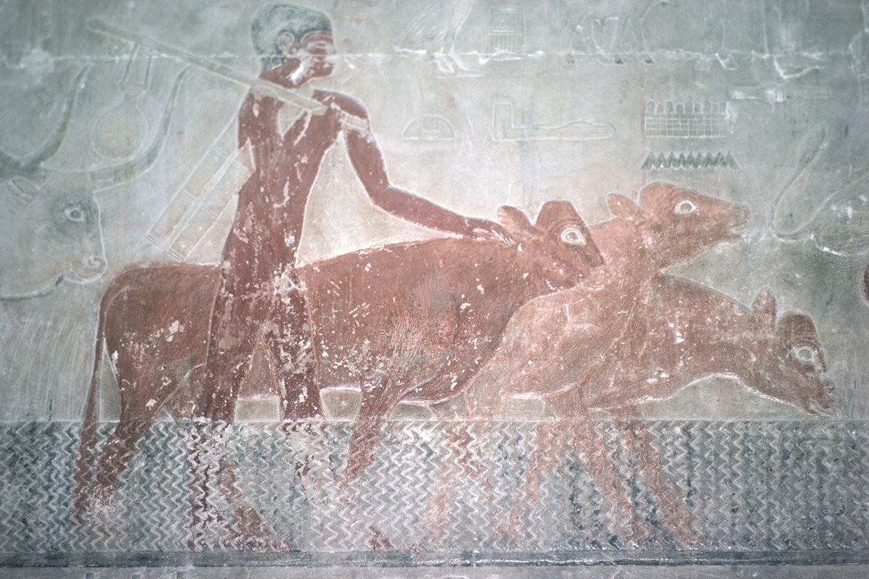 Storfe som går en kanal i Mastaba Chapel of Ti, Old Kingdom (veggmaleri) av Egyptian 5th Dynasty