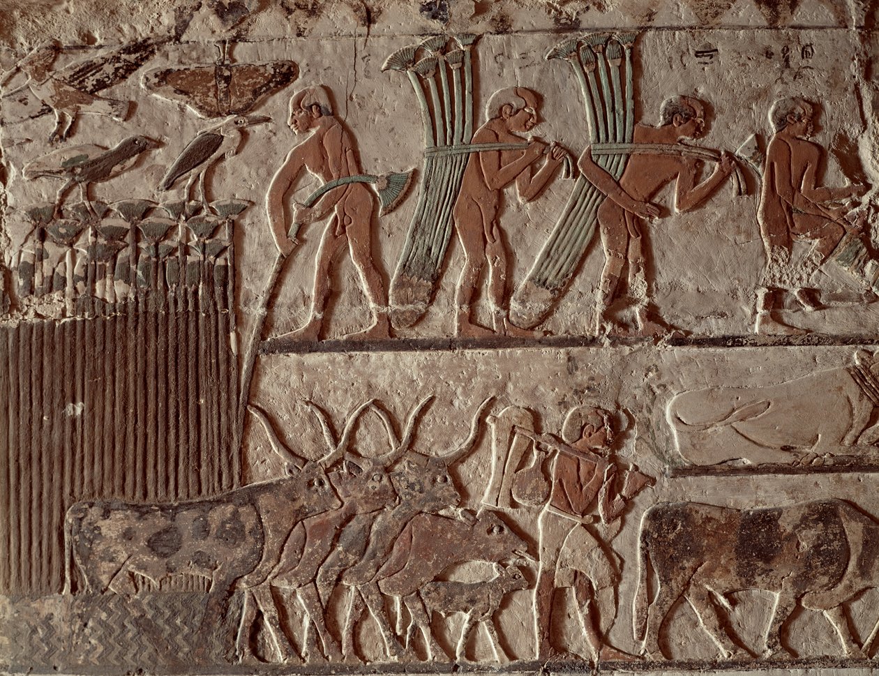 Høsting av papyrus og en gruppe kyr, Old Kingdom (veggmaleri) av Egyptian 5th Dynasty