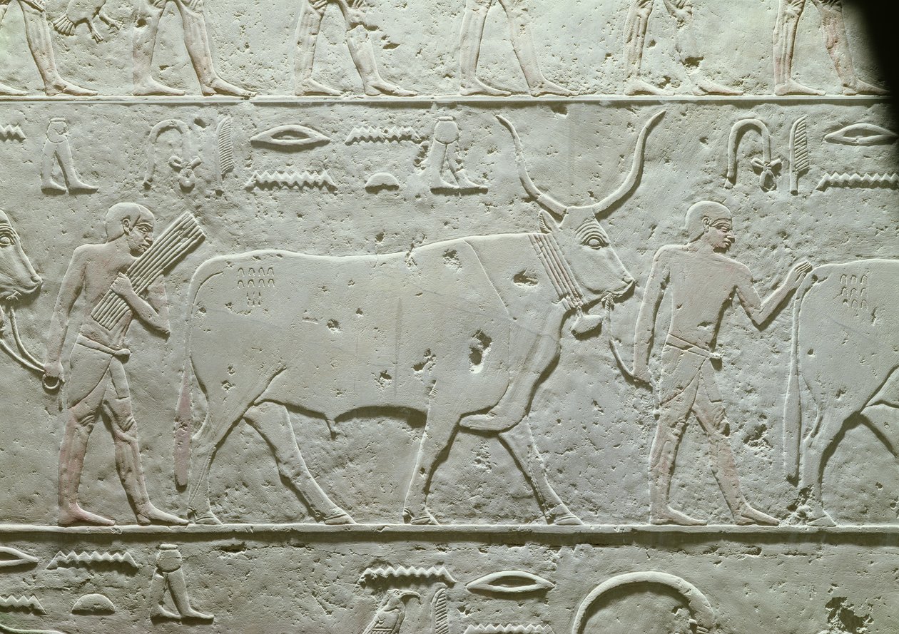 Gjeter som leder en okse, detalj fra Mastaba av Akhethotep, fra Saqqara, Old Kingdom, ca. 2500 f.Kr. (malt kalkstein) av Egyptian 5th Dynasty