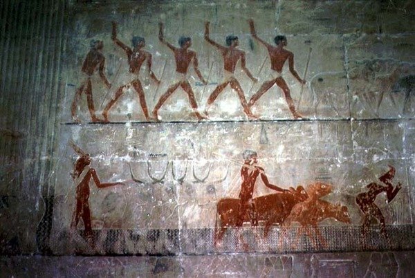 Menn som gjeter sauer og storfe fra Mastaba Chapel of Ti, Old Kingdom (veggmaleri) av Egyptian 5th Dynasty