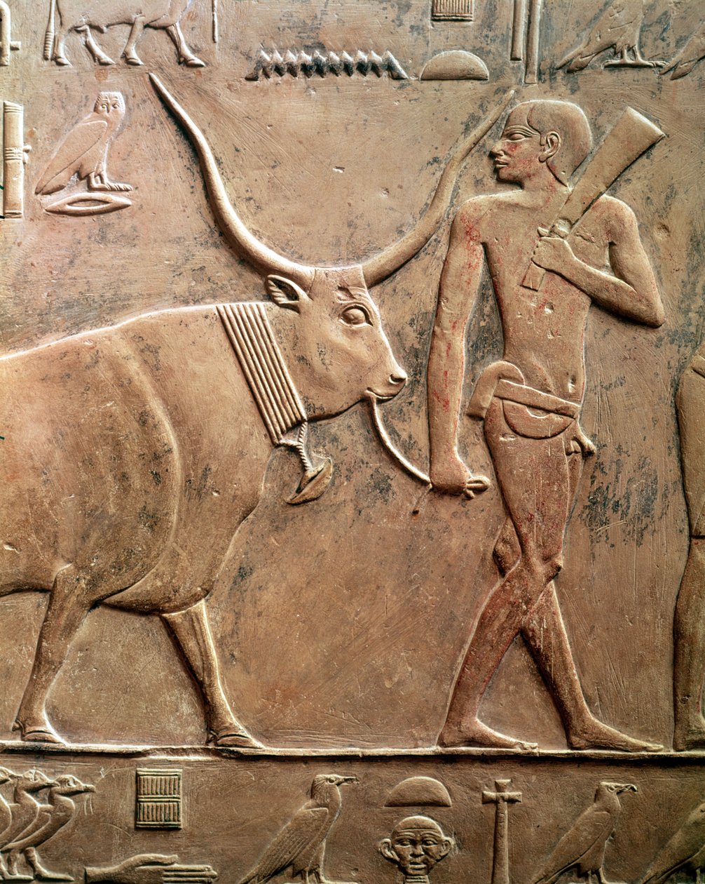Relieff som viser en bonde som leder en ku for å ofre, fra Mastab of Ptah-Hotep og Akhti-Hotep, Old Kingdom (kalkstein) av Egyptian 5th Dynasty