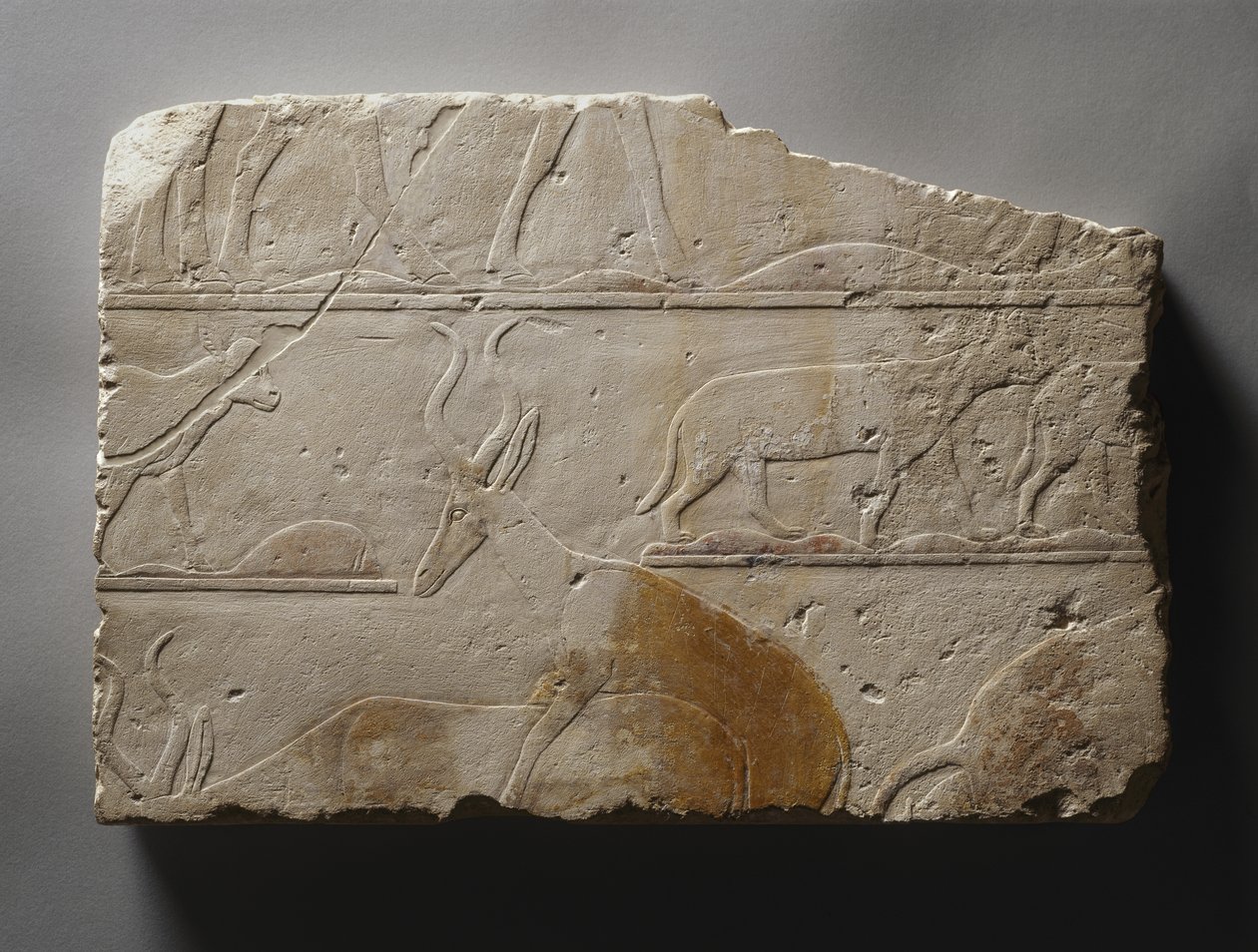 Relieff med ørkendyr, Old Kingdom, funnet ved Saqqara, ca. 2472-2455 f.Kr. (malt kalkstein) av Egyptian 5th Dynasty