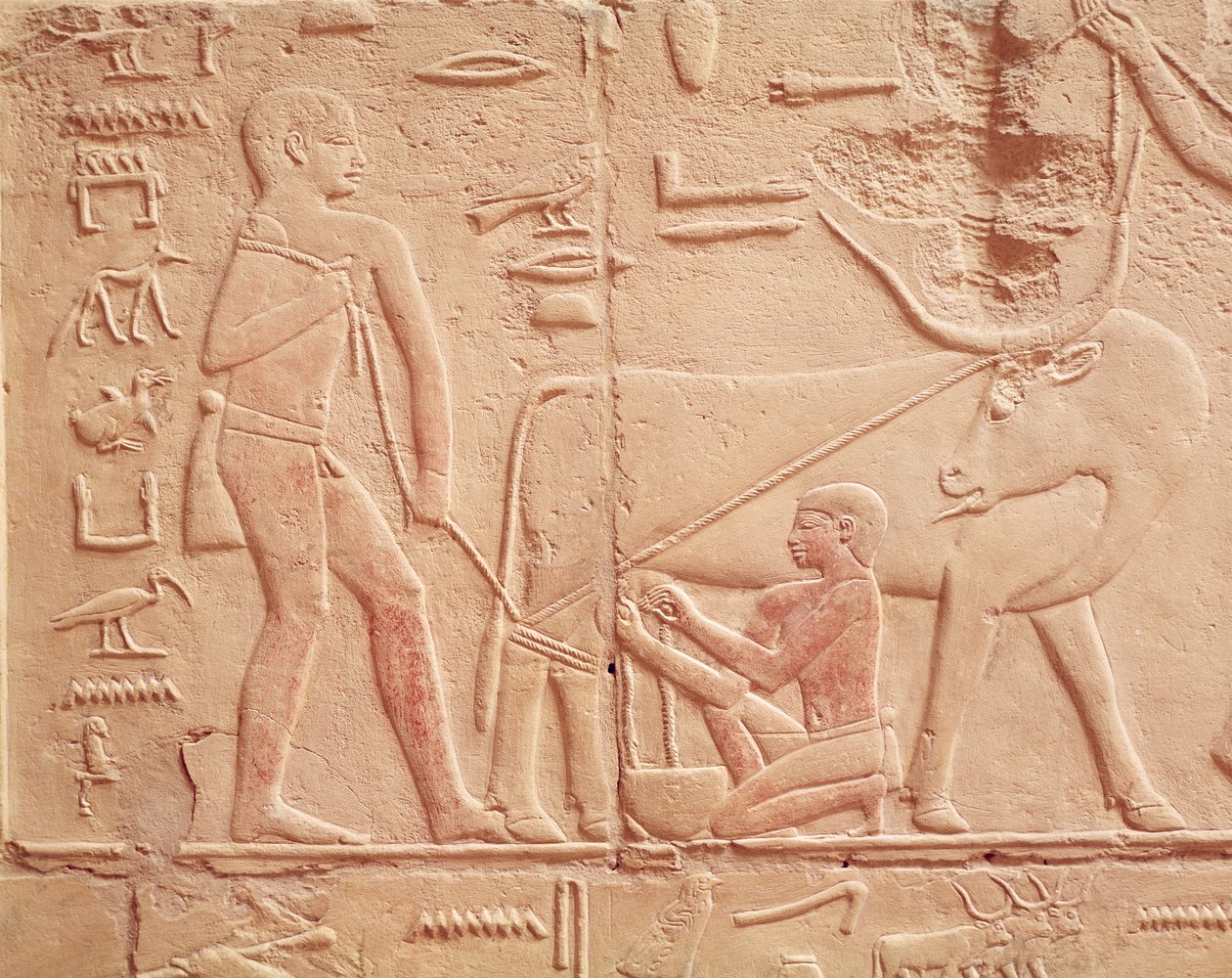 Relieff som viser en mann som melker en ku, fra Mastaba of Kagemni, Old Kingdom (malt kalkstein) av Egyptian 6th Dynasty