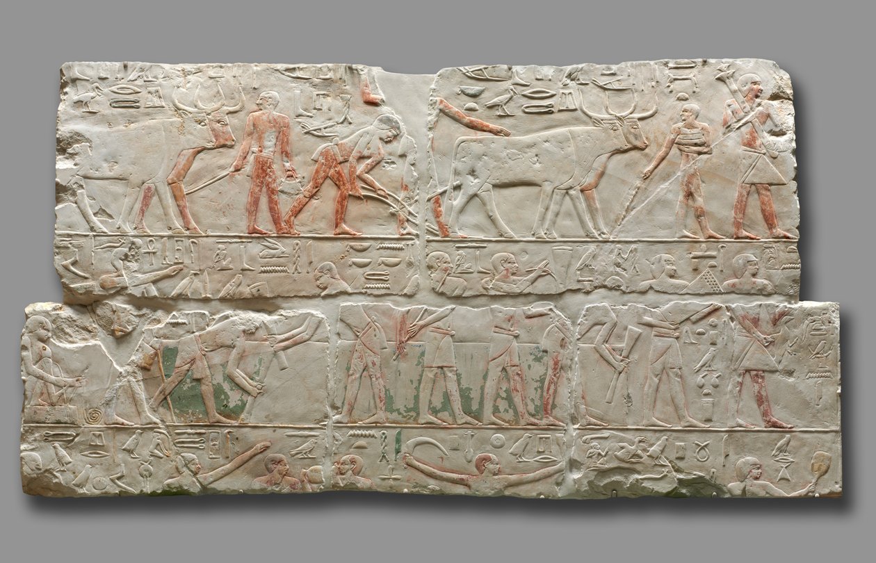 Relieff av landbruksscener, fra Saqqara, ca. 2311-2281 av Egyptian 6th Dynasty