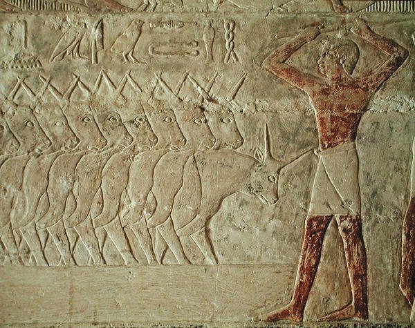 Relieff som viser en fører som oppmuntrer en gruppe storfe, fra Mastaba of Mereruka, Old Kingdom (malt kalkstein) av Egyptian 6th Dynasty Egyptian 6th Dynasty