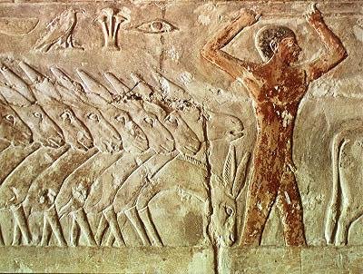 Eseltropp, fra Mastaba of Mereruka, Old Kingdom (veggmaleri) av Egyptian 6th Dynasty Egyptian 6th Dynasty