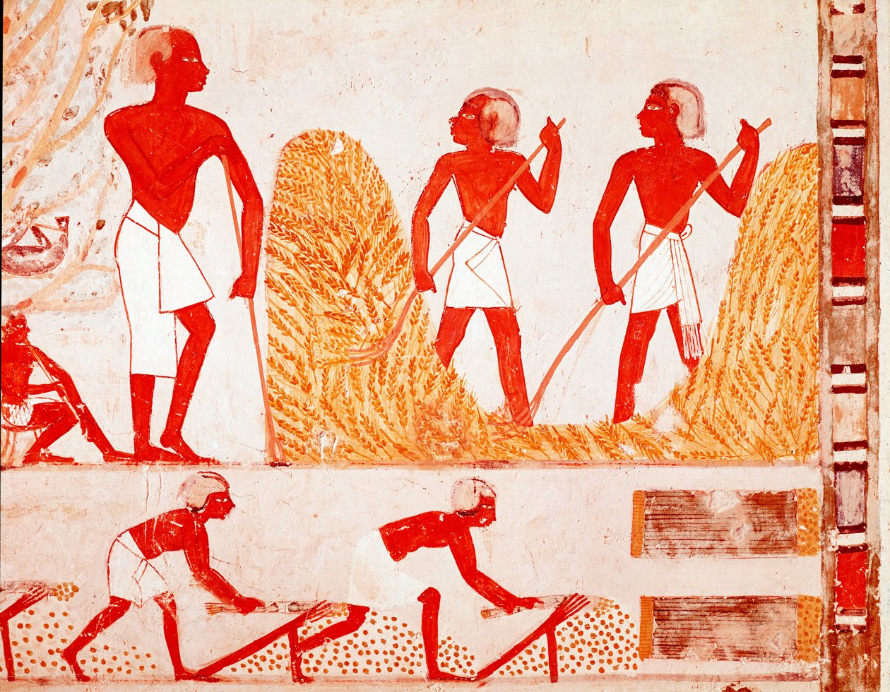 Innhøstingsscene i det gamle Egypt (fresco av Egyptian Egyptian