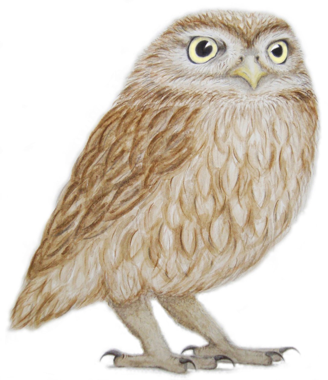 Lilleugle, 2011 (akvarellmaling og blyant på papir) av Eleanor Grafton