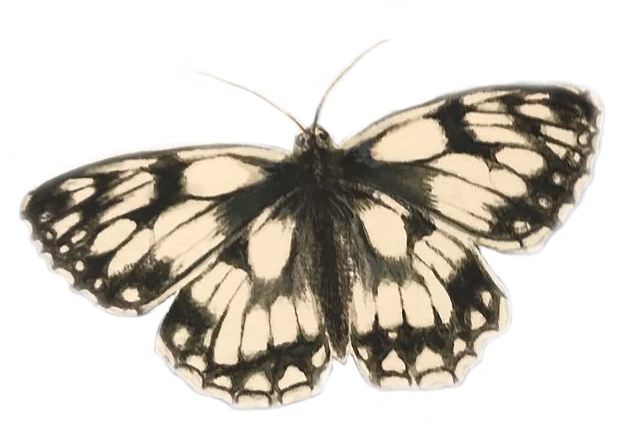  av Eleanor Grafton