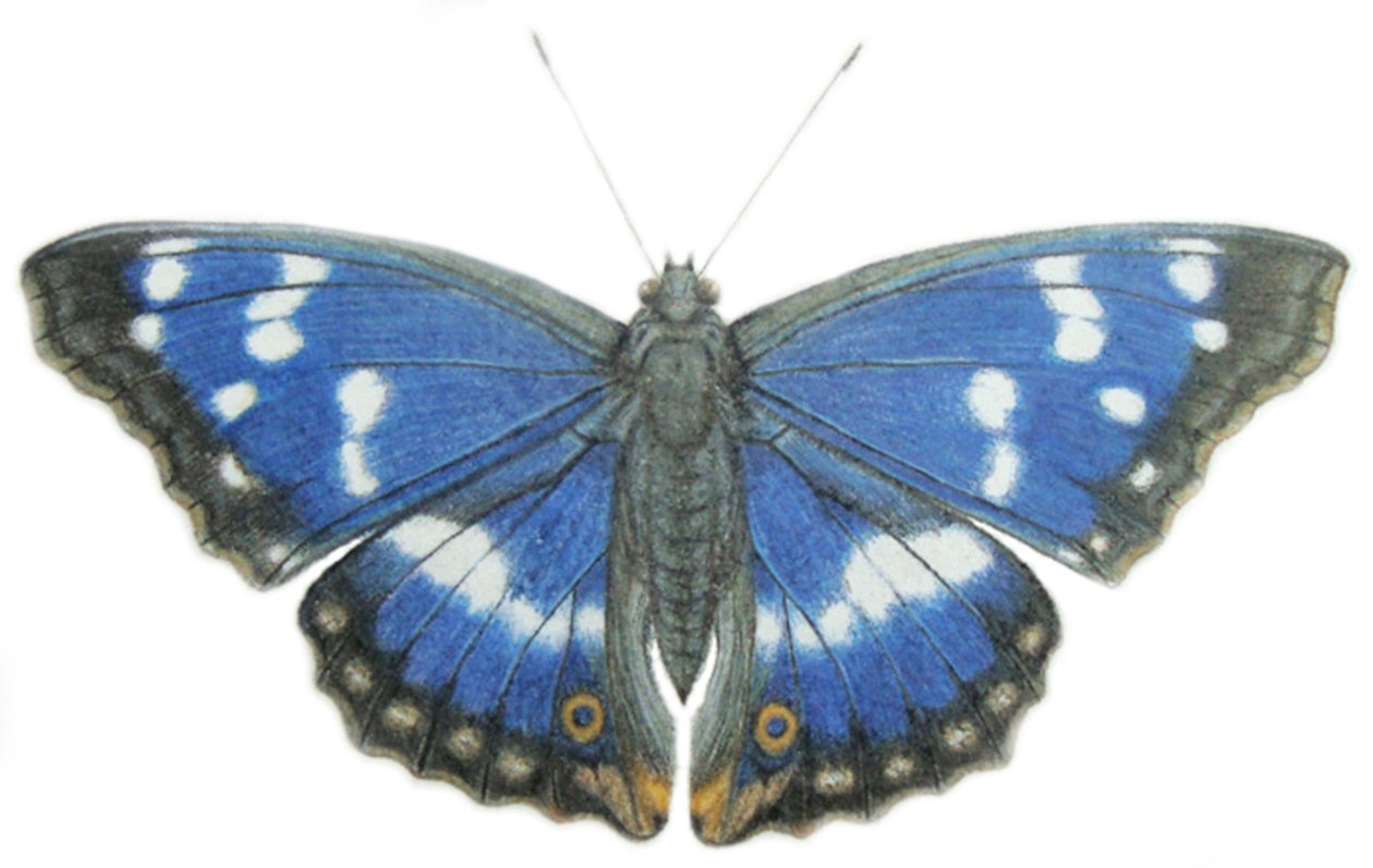  av Eleanor Grafton
