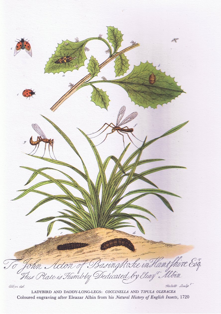 Lady Bird og Daddy Long Legs: Coccinella og Tipula Oleracea (farge litho) av Eleazar (after) Albin