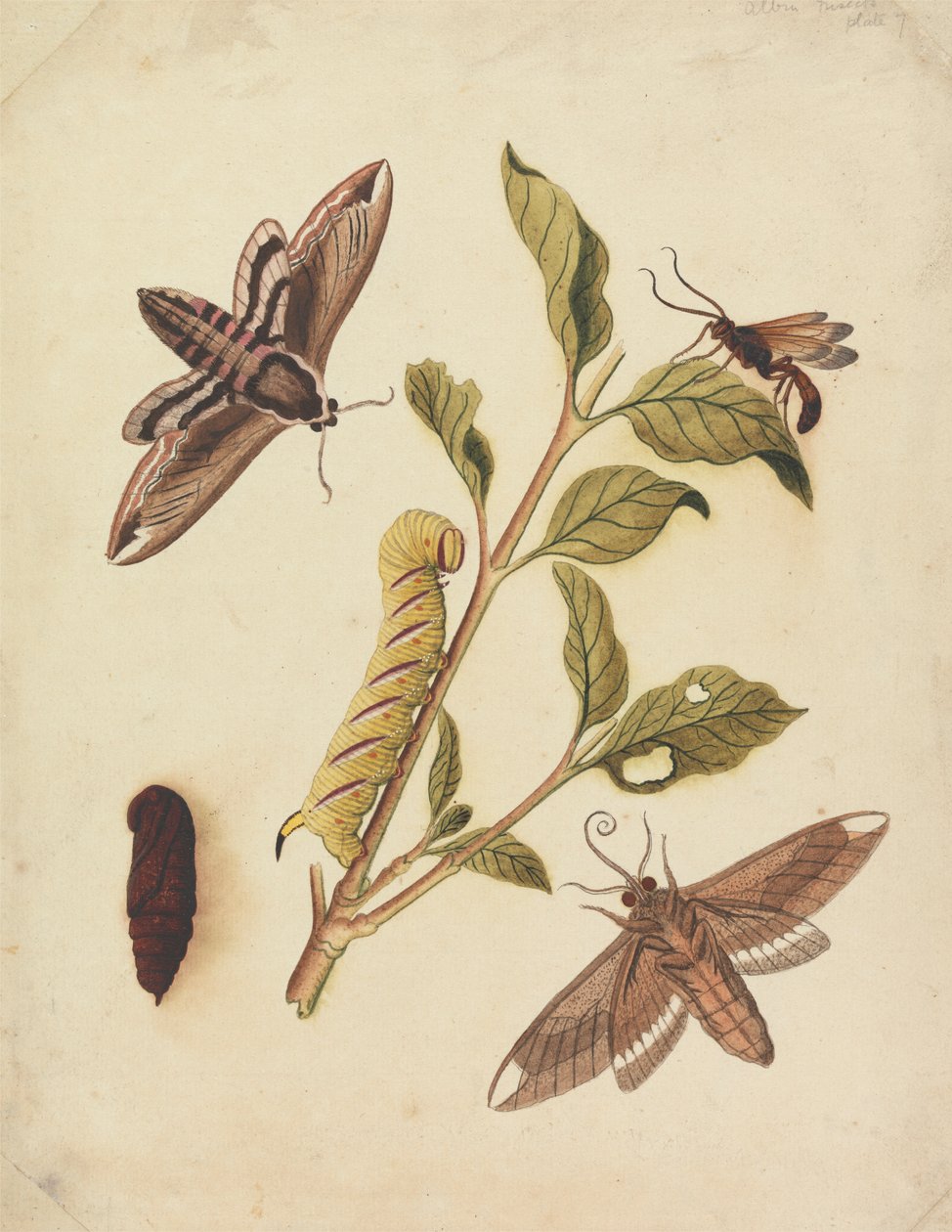 Liguster Hawk Moths og Callajoppa Exaltatoria av Eleazar Albin