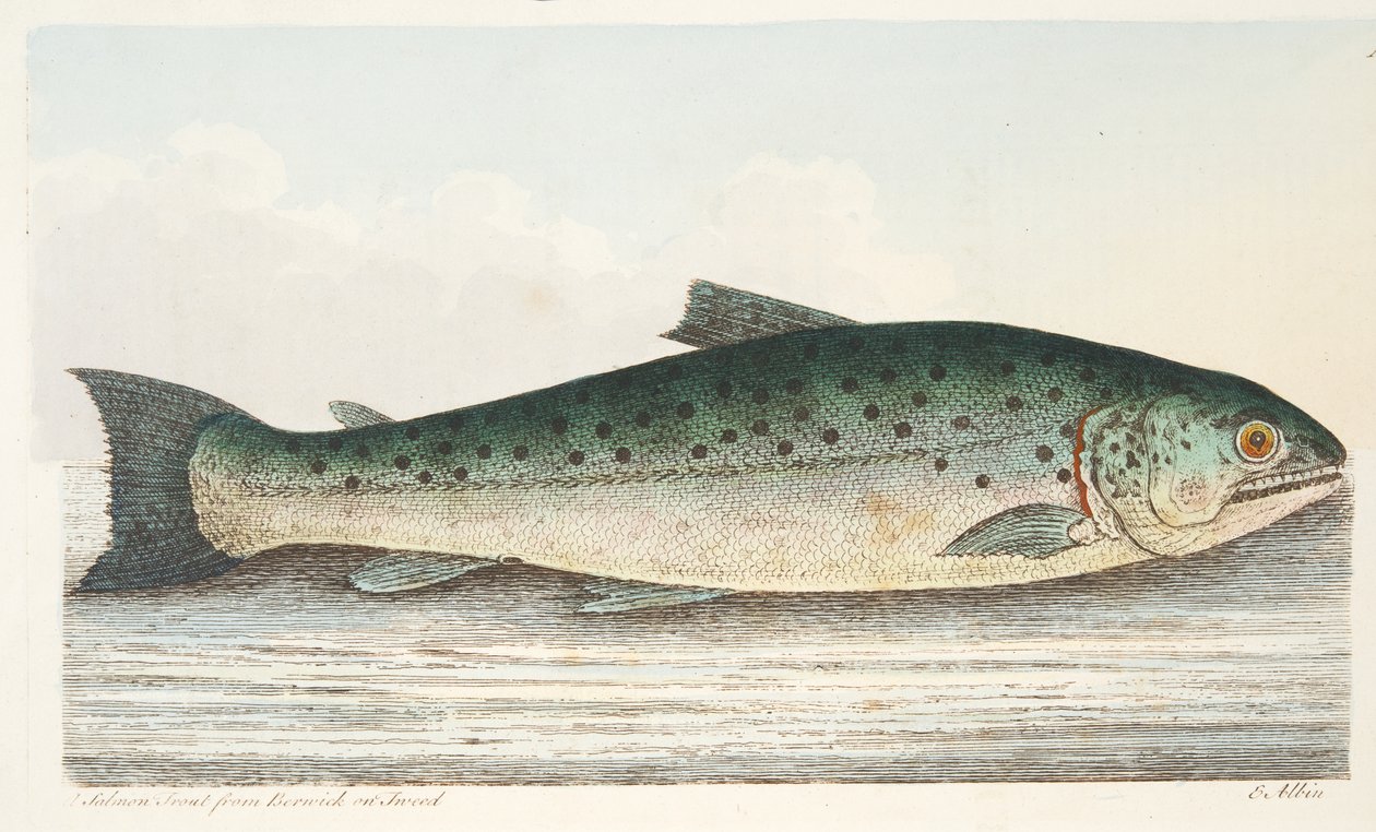 Lakseørret fra Berwick on Tweed, fra A Treatise on Fish and Fish-dammen, pub. 1832 (håndfarget gravering) av Eleazar Albin